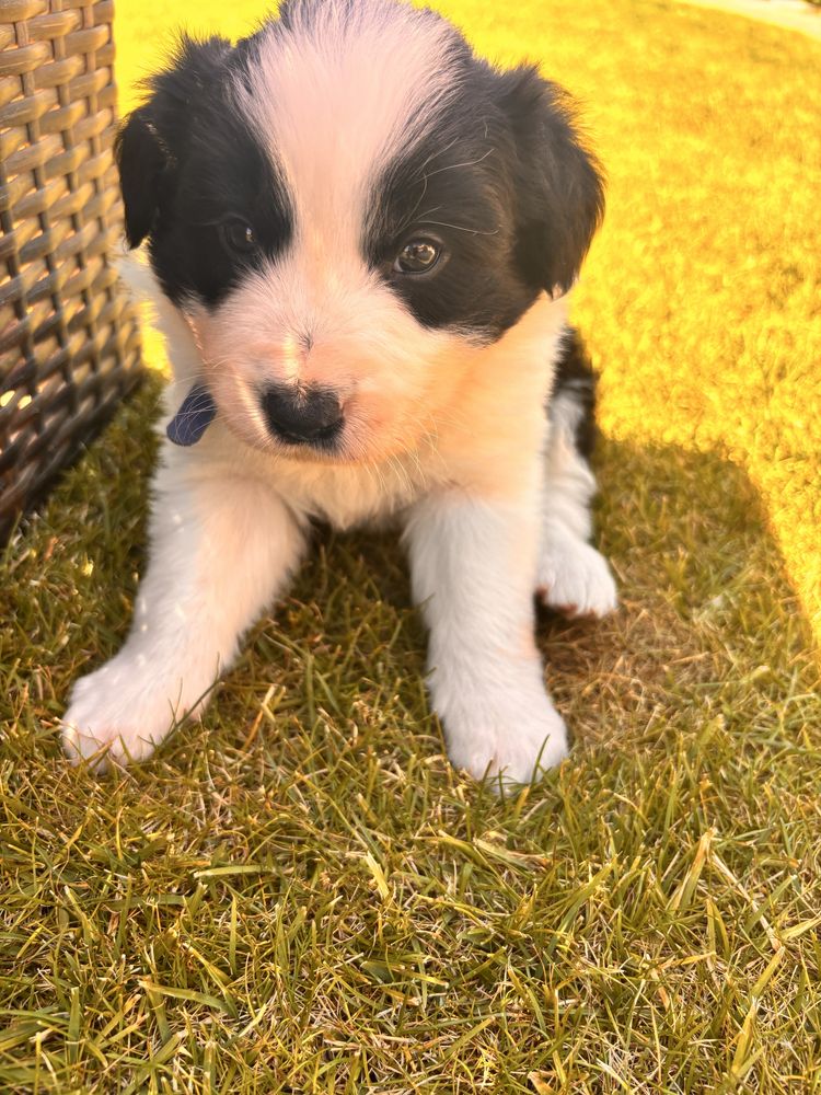 Psy border collie