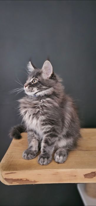 Kocurek Maine coon