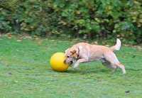 Piłka dla psa Dog Playing Ball
