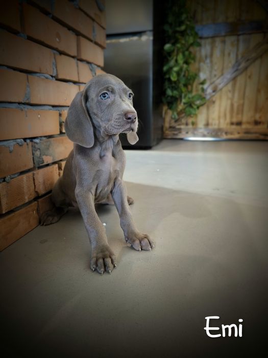 Wyżeł weimarski krótkowłosy