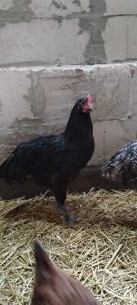 Kogut Australorp, koguty październik 2023