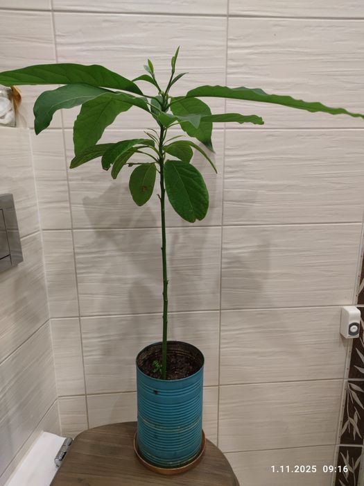 Awokado Avocado dorodna roślina