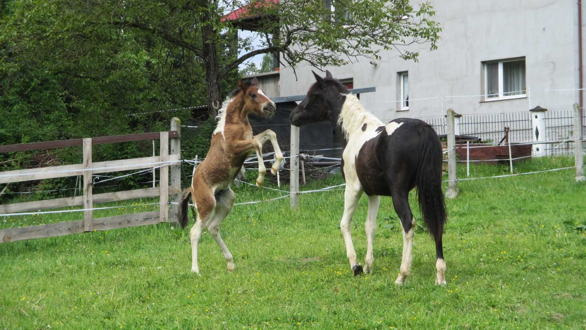 huculski ogierek  1 roczny