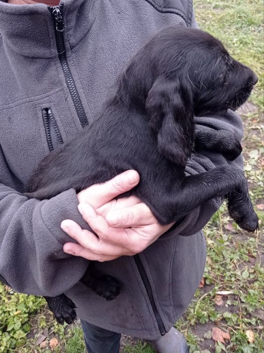 Wyżeł niemiecki (pies mysliwski)