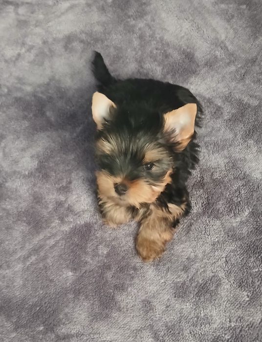Yorkshire terrier macho puro.