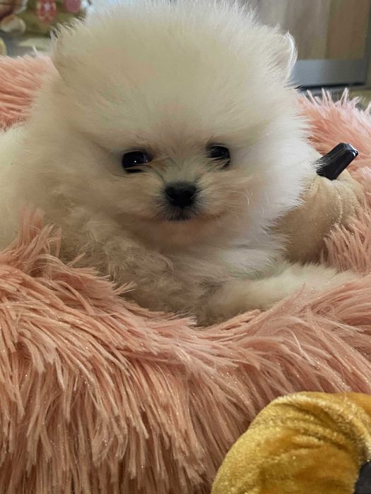 Szpic miniaturowy pomeranian sunia piękna puchata malusia