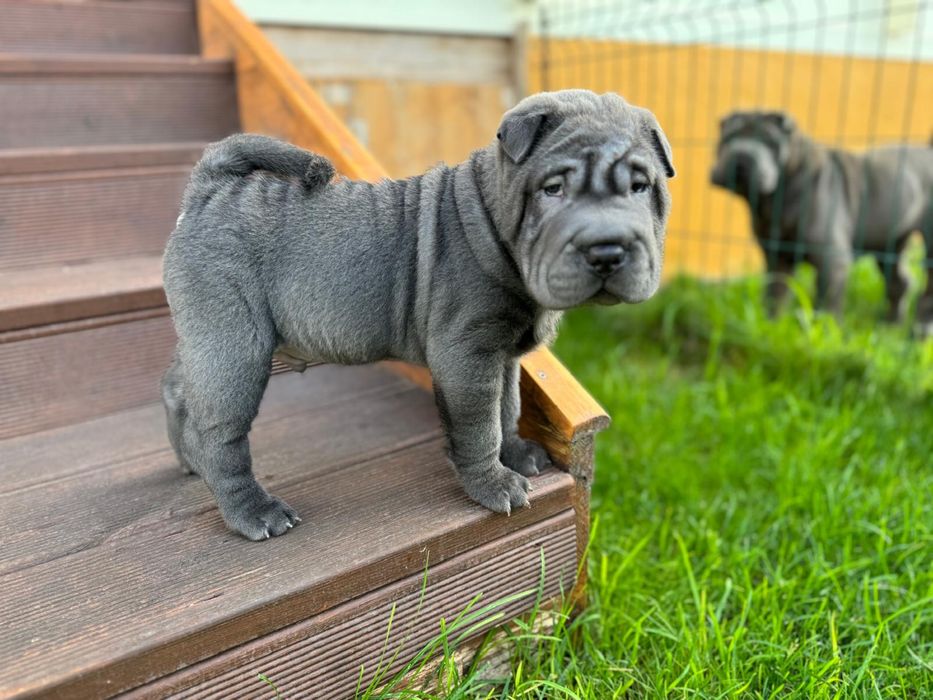 Shar Pei azul com Lop e afixo