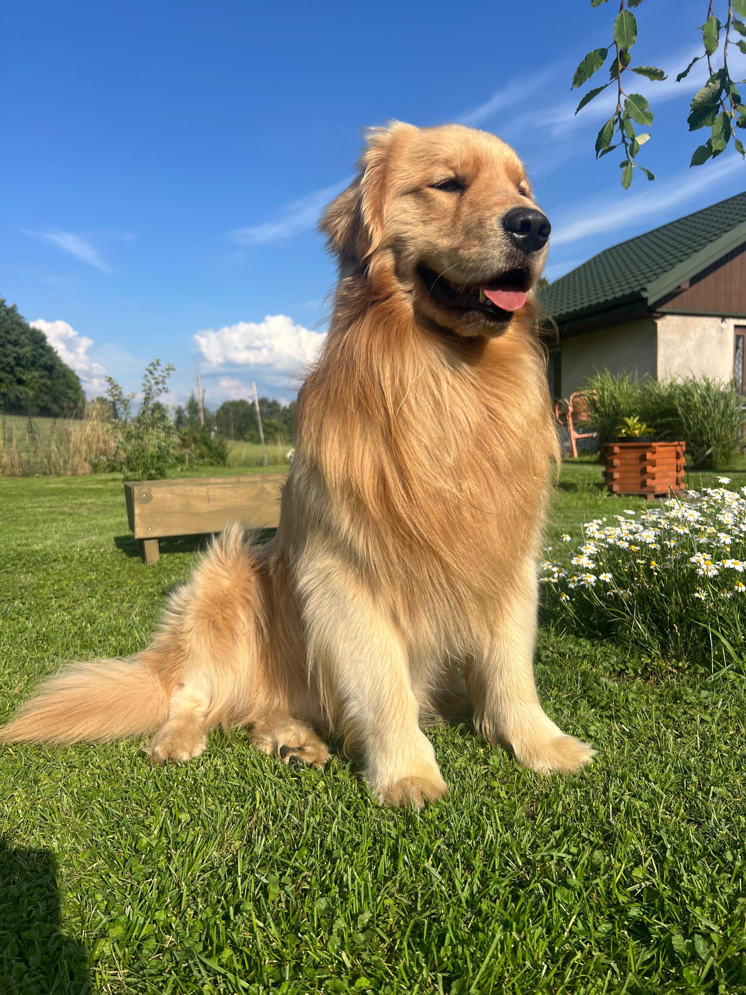 Reproduktor Golden Retriever FCI ZkwP Linia Amerykańska