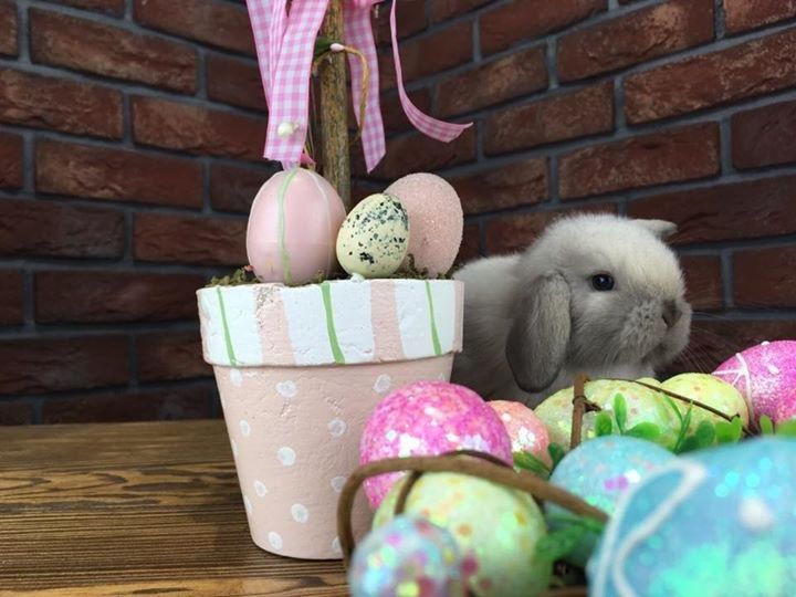 Mini lop mały baranek karzełek zarejestrowana hodowla Poznań Teddy