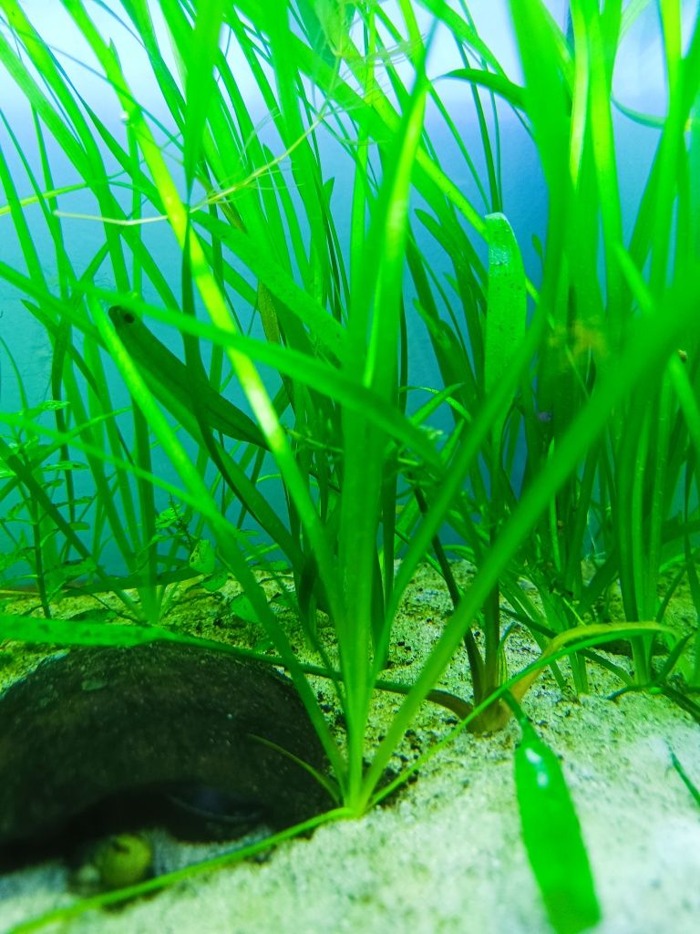 Vallisneria spiralis nurzaniec roślina do akwarium