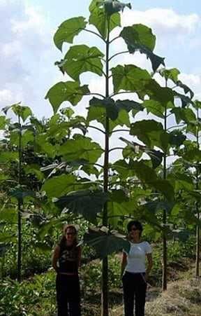 Oxygen tree Drzewo tlenowe Paulownia Shan Tong sadzonki