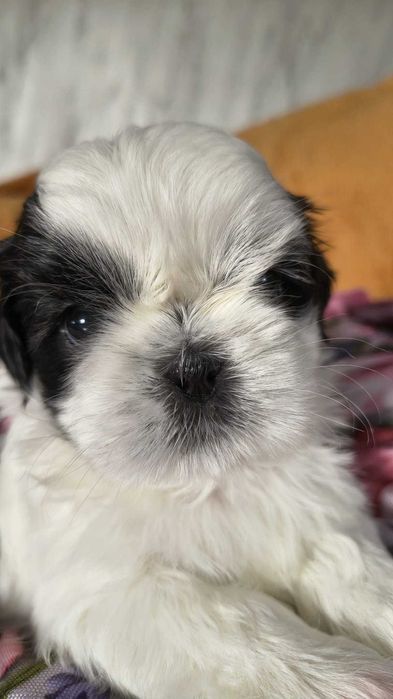 Cudna sunia Shih tzu Nemi gotowa do zmiany domu