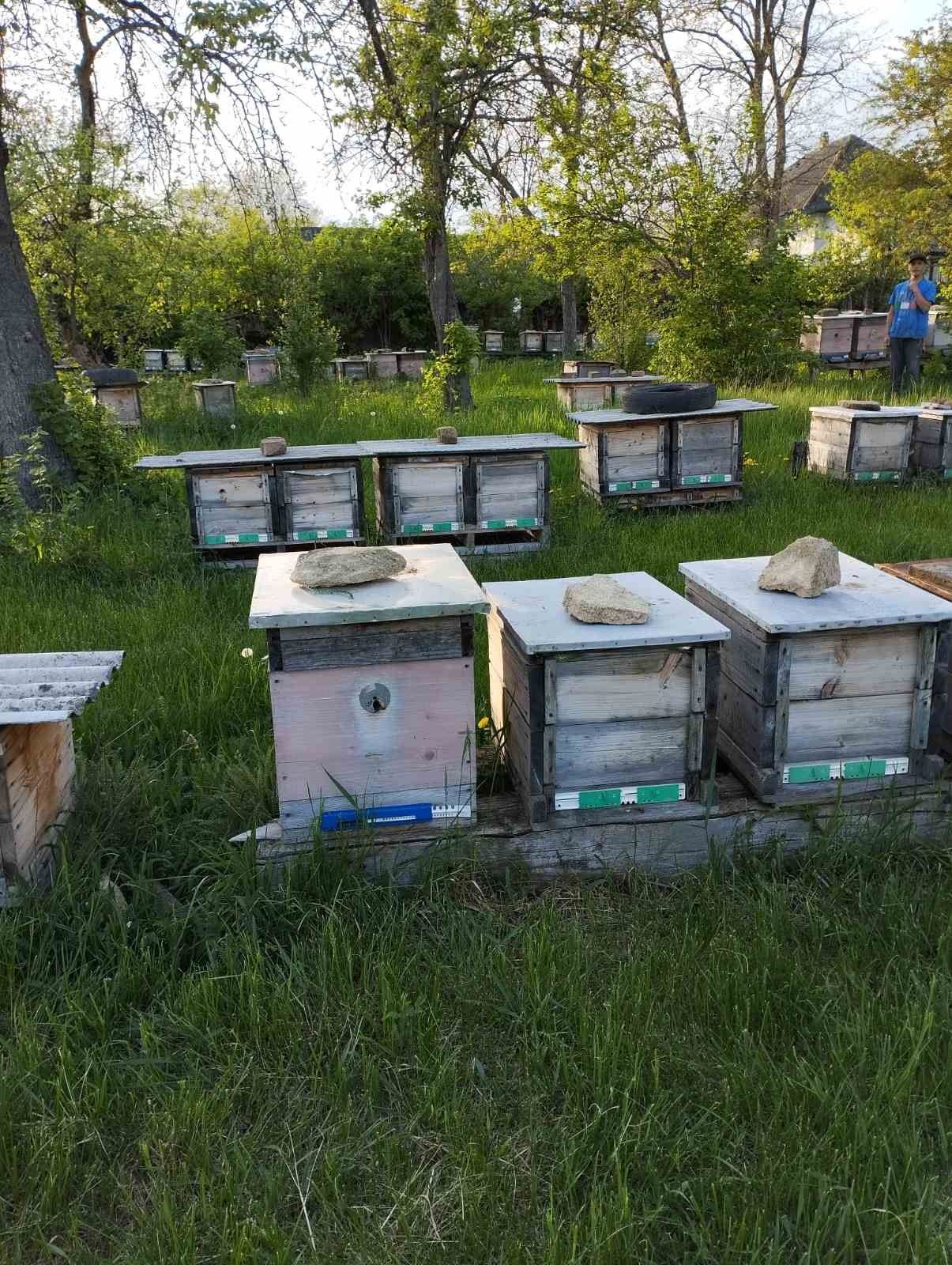 Продам бджолосімї із вуликами