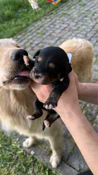 Szczeniaczki Golden Retriever i Flat Coated Retriever