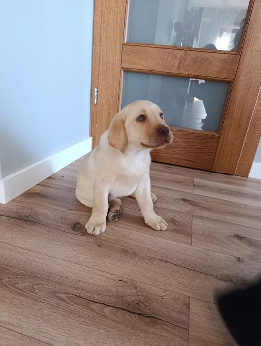 Labrador Retriever biszkoptowy pies