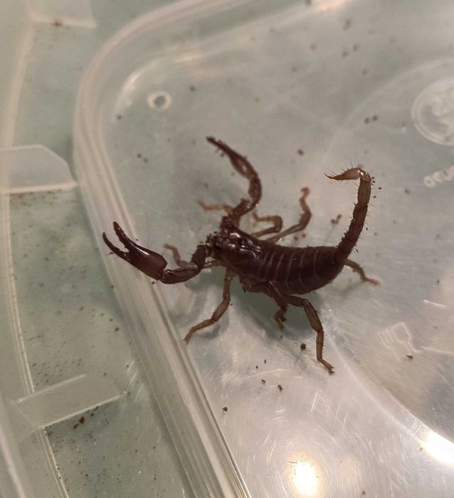 Skorpion Heterometrus silenus