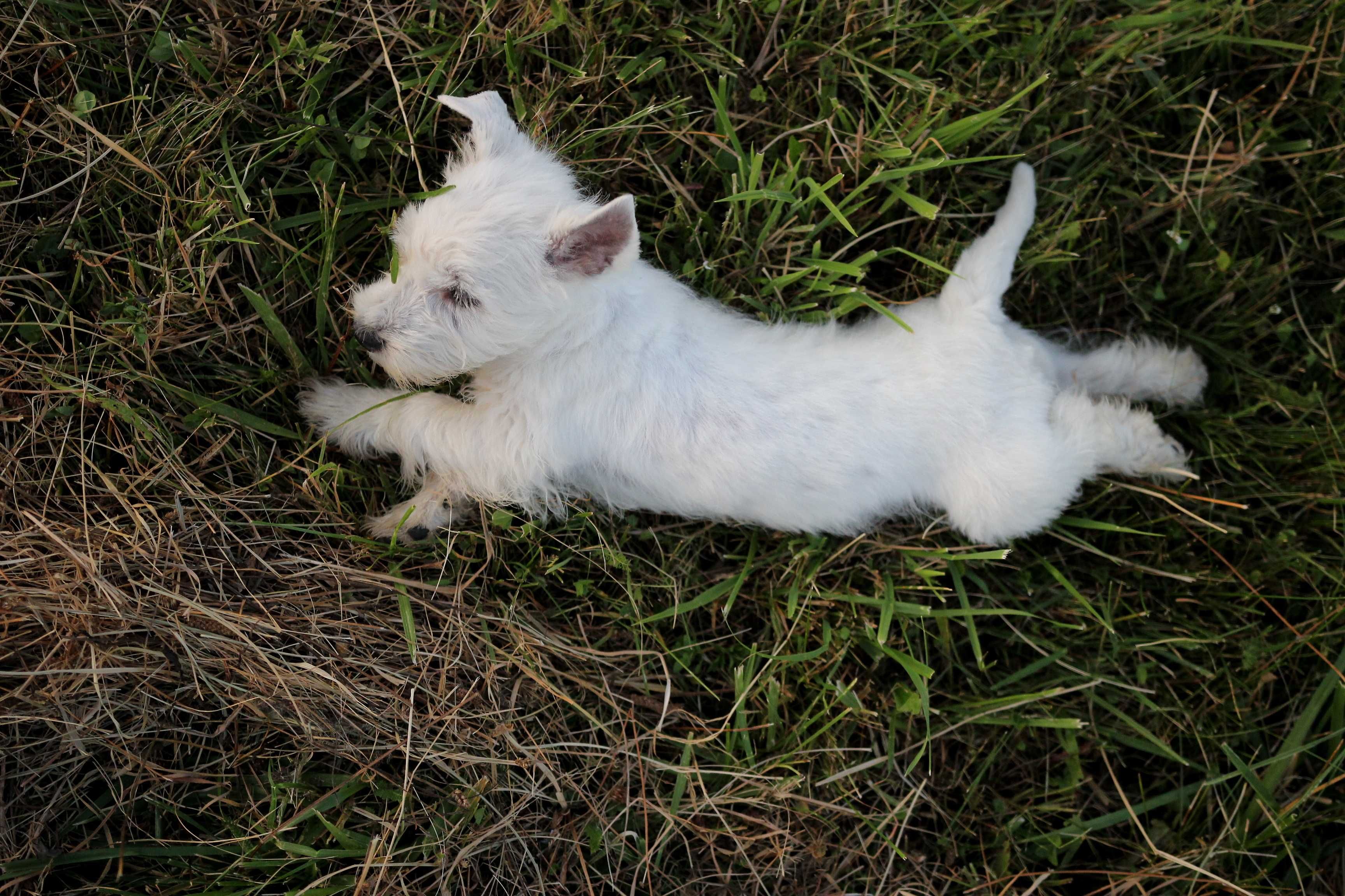 Pies West Highland White Terrier FCI/ZKwP