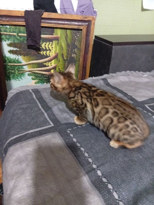Бенгальский котенок девочька