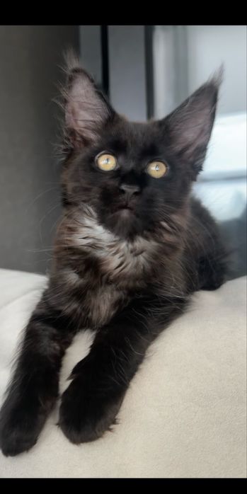 Мейн кун чорний дим киця із проф розплідника