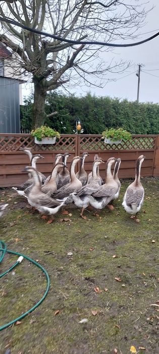 Gąski gęsi           .