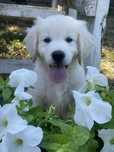 Golden Retriever- cudowna sunia!