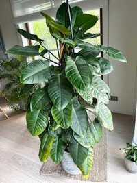 Niezwykły okaz Philodendron Imperial Green