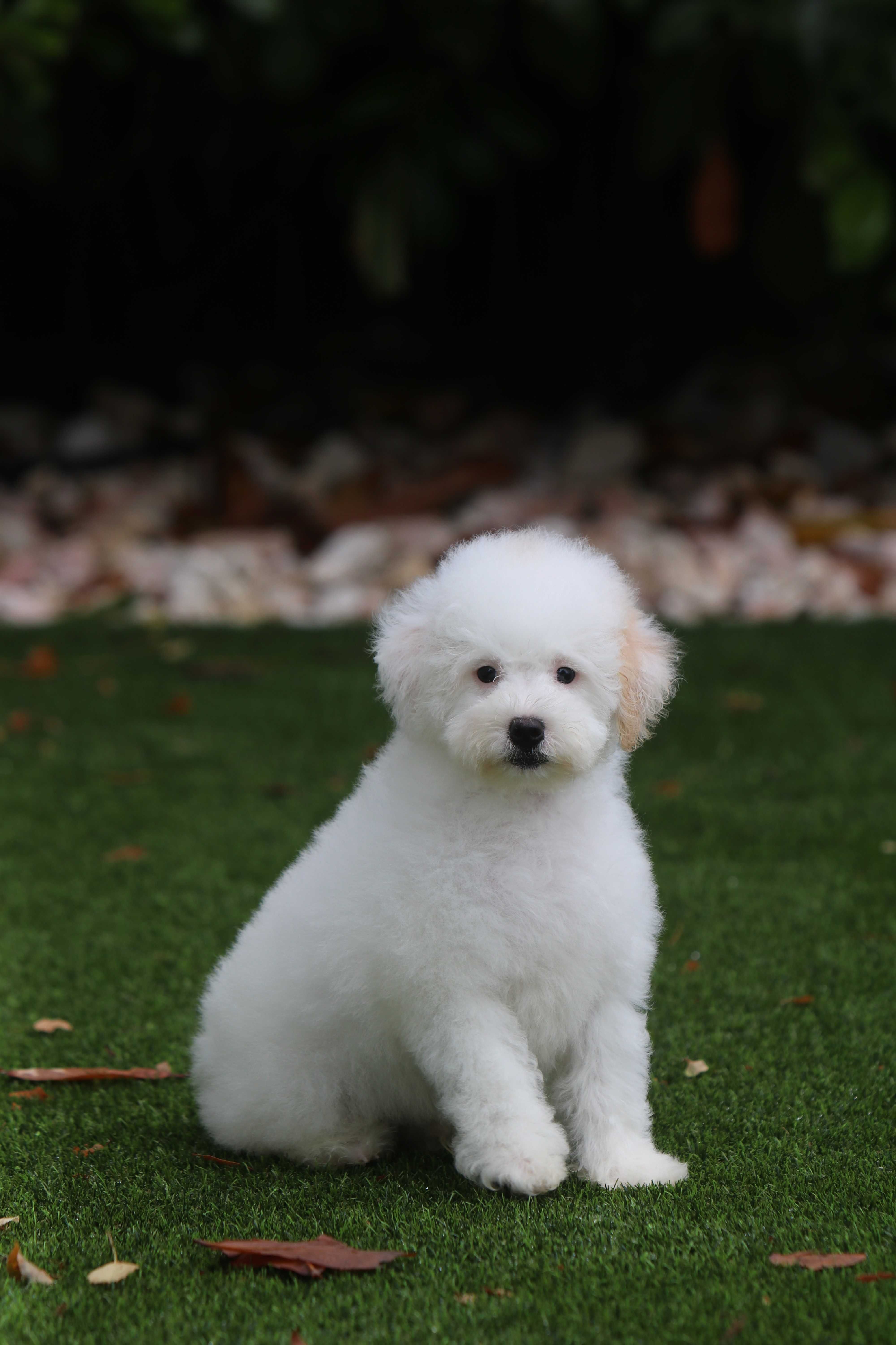 Maltipoo Biało - Czerwony Samiec chłopak Toy pudel