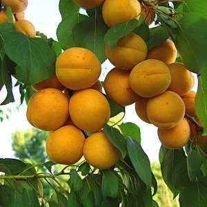 Абрикос Нектарин Персик Черешня Айва Яблуня Груша Слива Ківі Магнолія