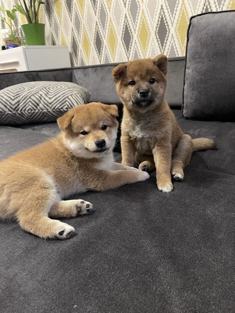 Шиба ину мальчик и девочка Shiba inu