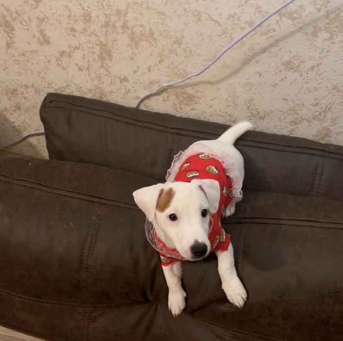 Гарна дівчинка джек рассел терʼєр шукає батьків