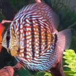 Discu Red Turquesa 10/11 cm