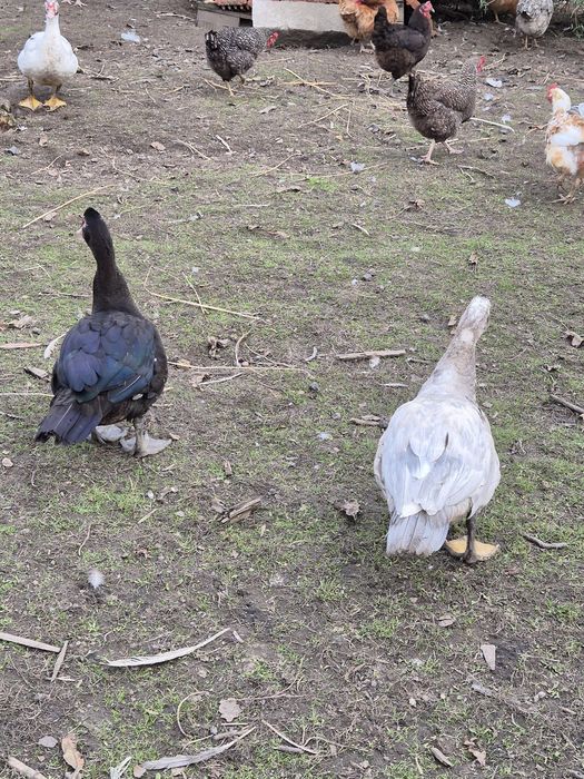 Kaczka, kaczor piżmowe