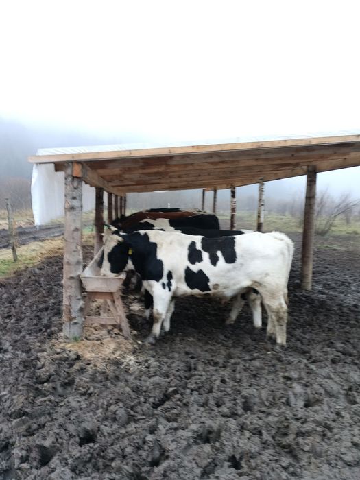 Бички різних порід