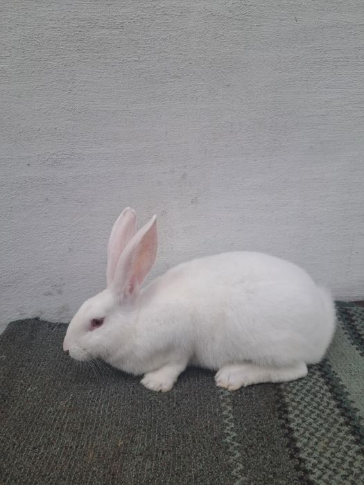 Кролі Термондці , Термондська Біла