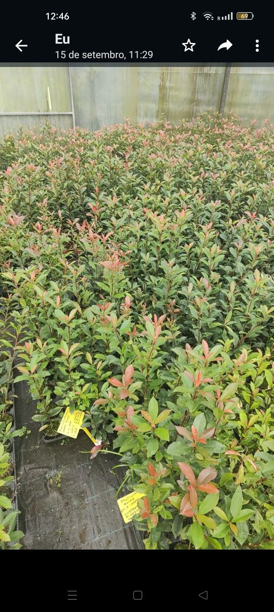 Photinia Red Robin 1L - Alt.50CM