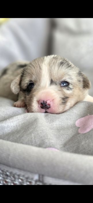 Welsh Corgi Cardigan **Sunia Merle **Do Rezerwacji