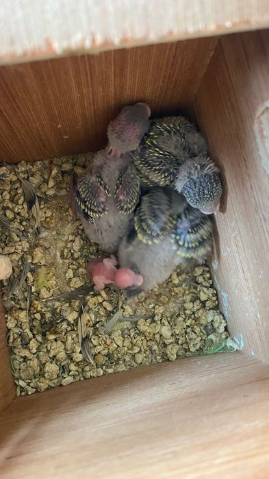 Vendo periquitos reprodutores