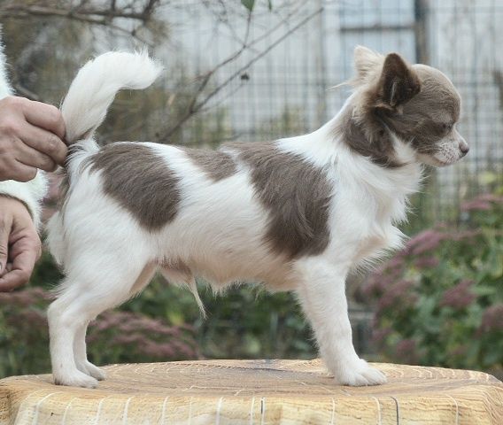 Чіхуахуа  довгошерстний хлопчик, біло-голубий колір
