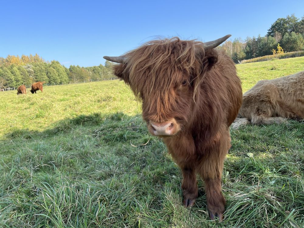 Bydło Szkockie Highland Cattle