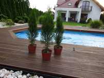 Tuja thuja szmaragd, smaragd w doniczce 60 cm