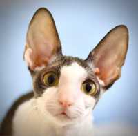 Kocurek Cornish Rex