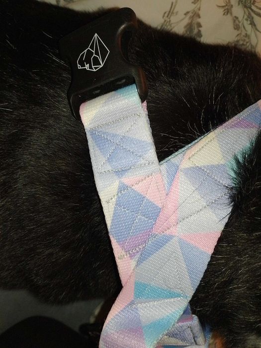 Warsaw Dog Szelki norweskie | L | 3,5 cm | Candy Blue