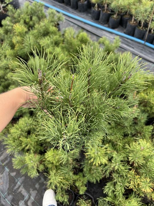 Сосна альпійська Pumilio, Кедр Корейський