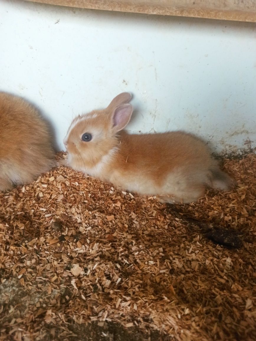 Coelhos anões de estimação