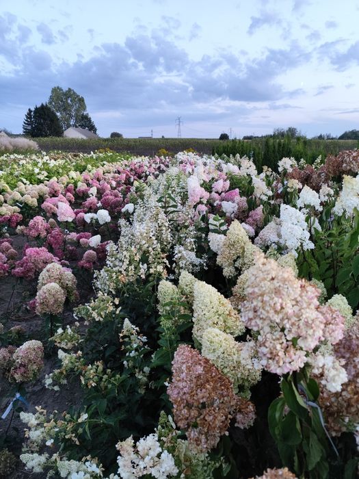 Hortensje bukietowe i krzewiaste