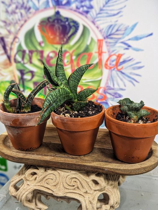 Sansevieria zestaw variegata sansewieria