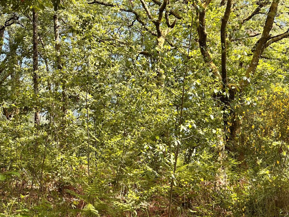 Limpeza de Terrenos com Rigor e Confiança - Norte a Sul do País