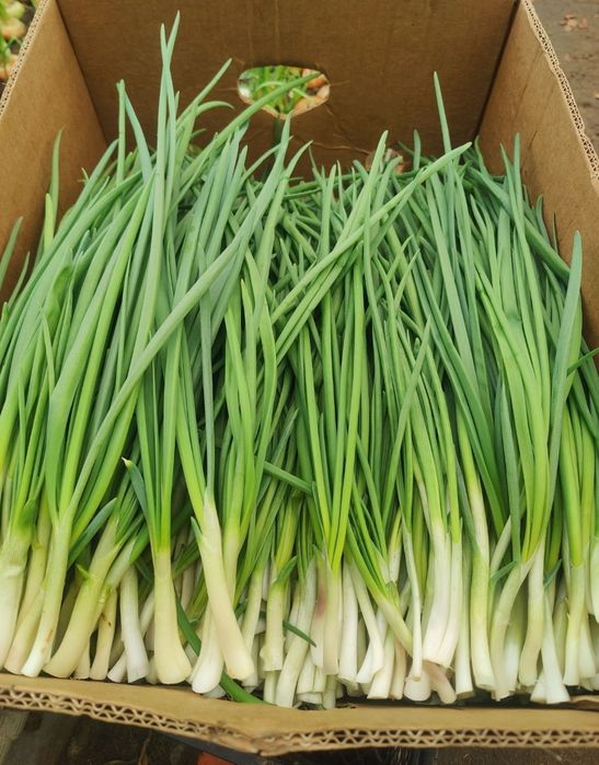 Зелена цибуля 65грн/кг