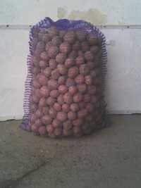 Ziemniaki sadzeniaki Red Sonia, Soraya