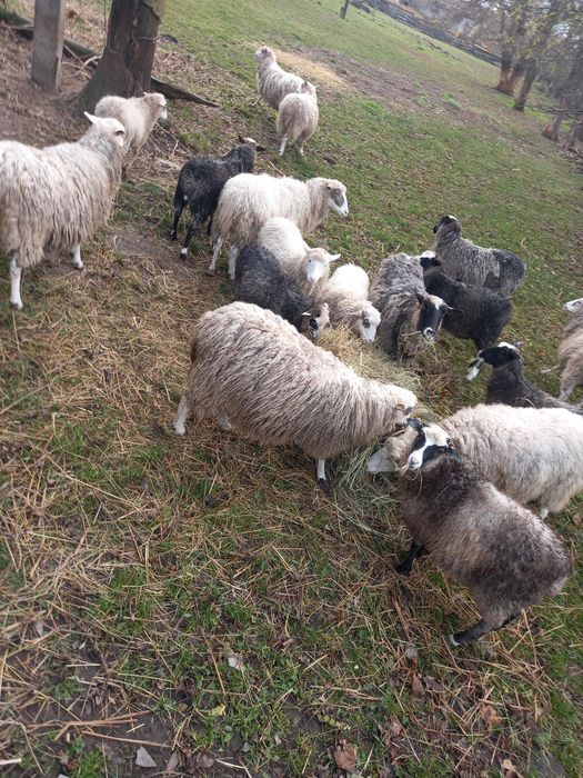 Продам овечки романівська